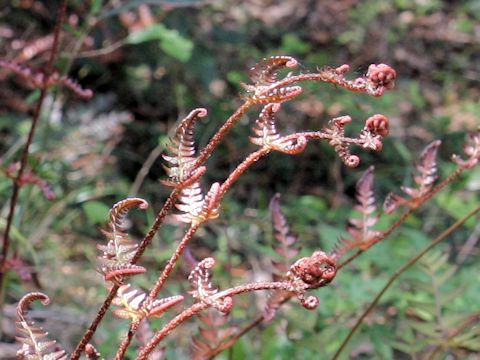 Dryopteris erythrosora