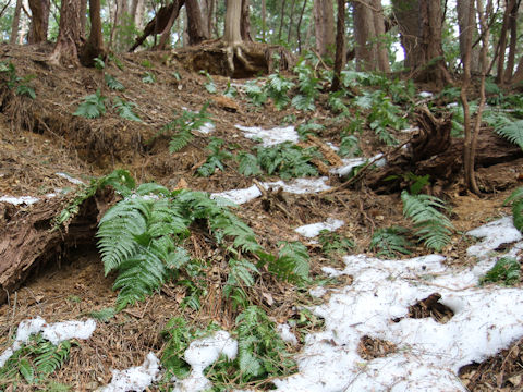 Dryopteris erythrosora