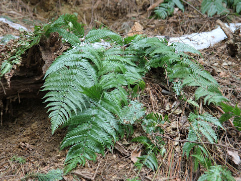 Dryopteris erythrosora