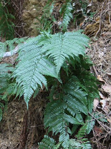 Dryopteris erythrosora