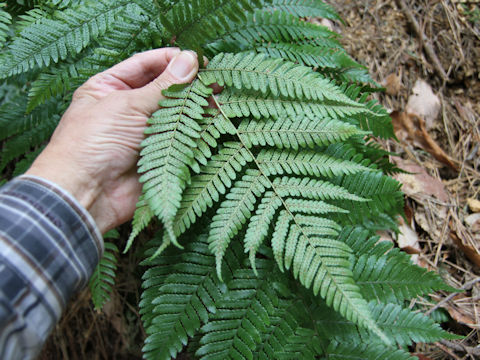 Dryopteris erythrosora