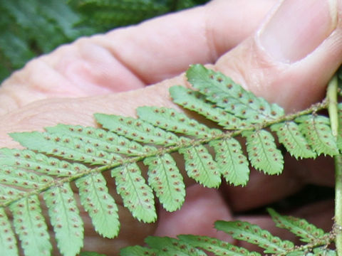 Dryopteris erythrosora