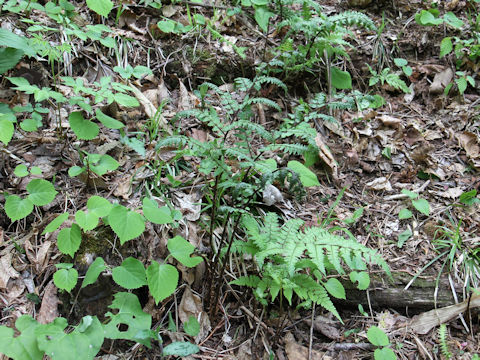 Dryopteris erythrosora