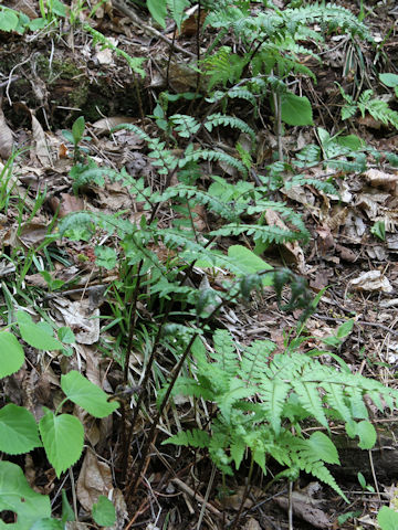 Dryopteris erythrosora