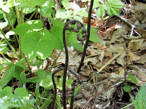 Dryopteris erythrosora