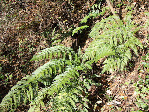 Dryopteris erythrosora