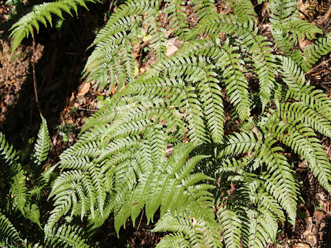 Dryopteris erythrosora