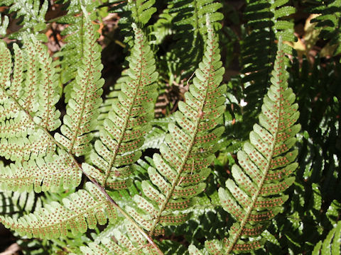 Dryopteris erythrosora