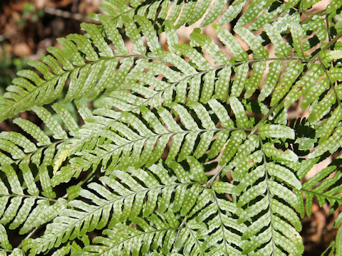 Dryopteris erythrosora