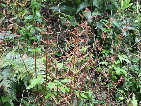 Dryopteris erythrosora