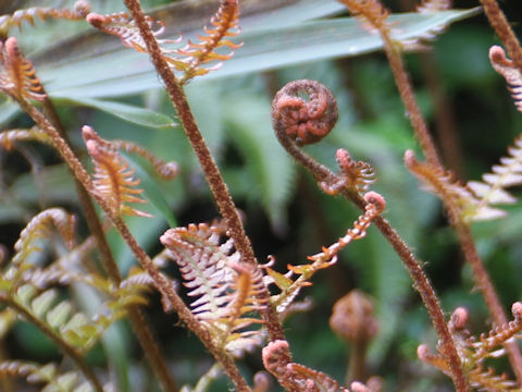 Dryopteris erythrosora