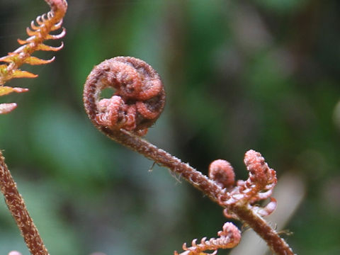 Dryopteris erythrosora