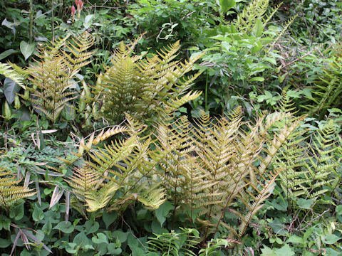 Dryopteris erythrosora