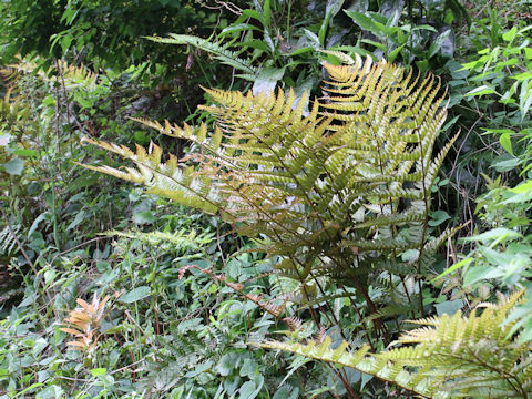 Dryopteris erythrosora