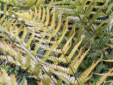 Dryopteris erythrosora