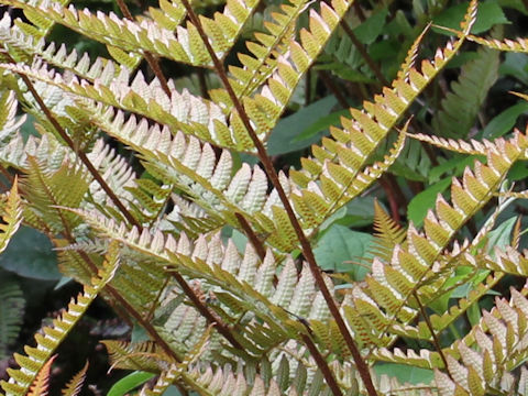 Dryopteris erythrosora