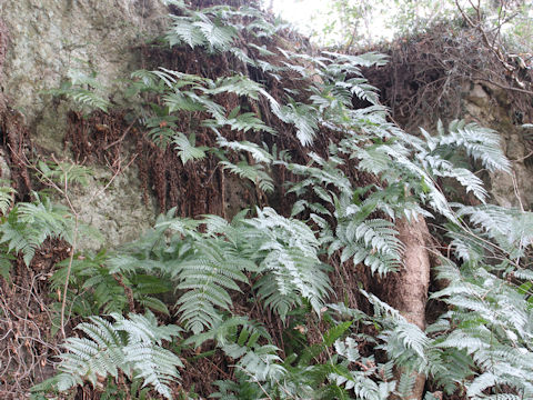 Dryopteris erythrosora