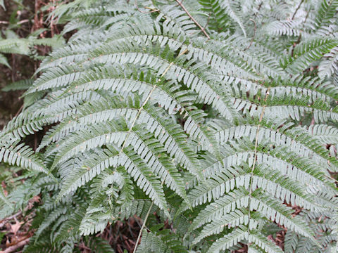 Dryopteris erythrosora