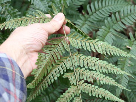 Dryopteris erythrosora