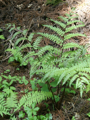 Dryopteris erythrosora