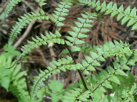 Dryopteris erythrosora