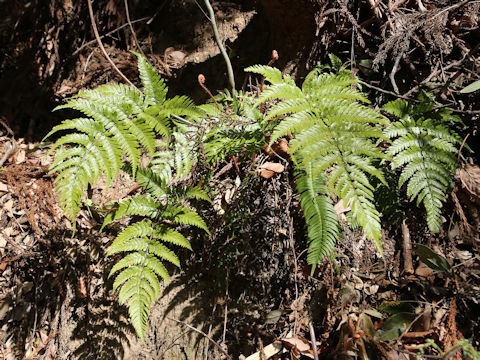 Dryopteris erythrosora