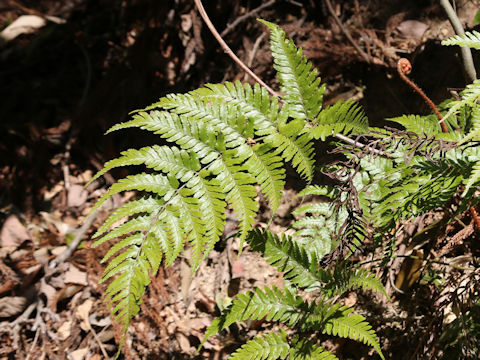 Dryopteris erythrosora