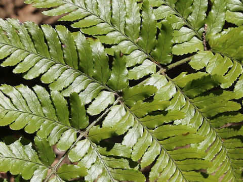 Dryopteris erythrosora