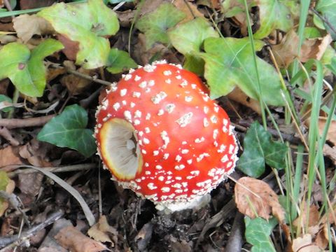 Amanita muscaria