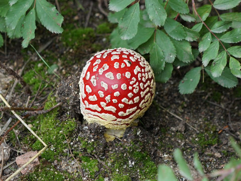 Amanita muscaria