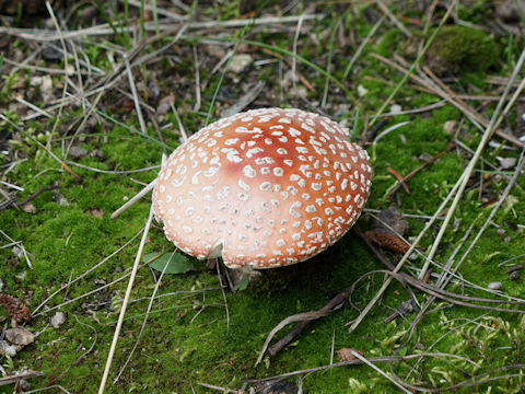 Amanita muscaria