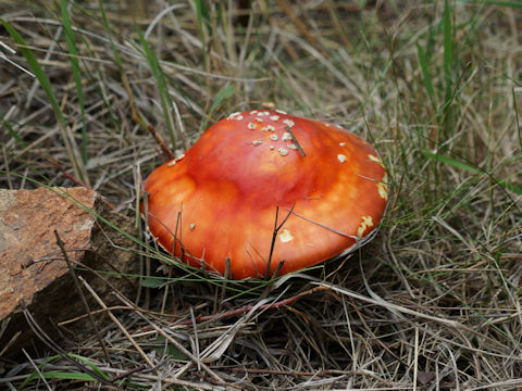 Amanita muscaria