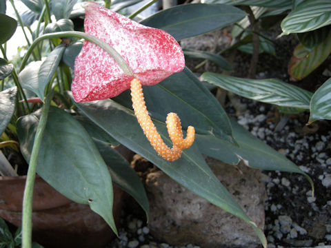 Anthurium scherzerianum cv. Rothschildianum