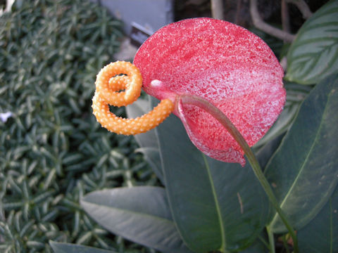 Anthurium scherzerianum cv. Rothschildianum