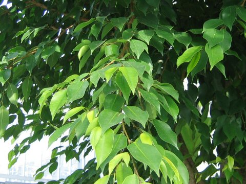 Ficus benjamina