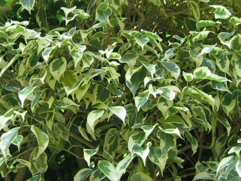 Ficus benjamina cv. Star Light