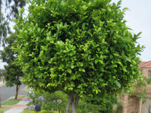 Ficus benjamina