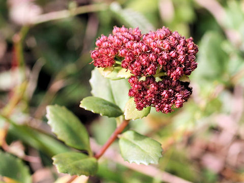 Hylotelephium erythrostictum