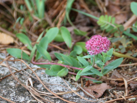 Hylotelephium erythrostictum