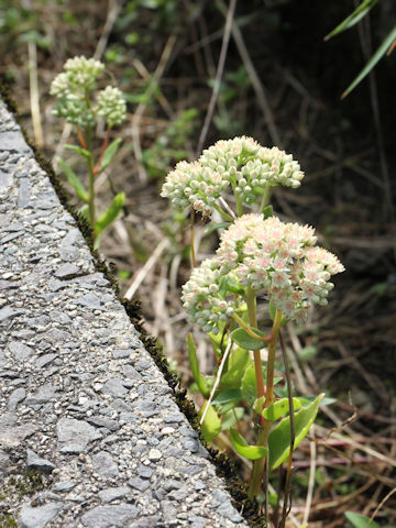 Hylotelephium erythrostictum