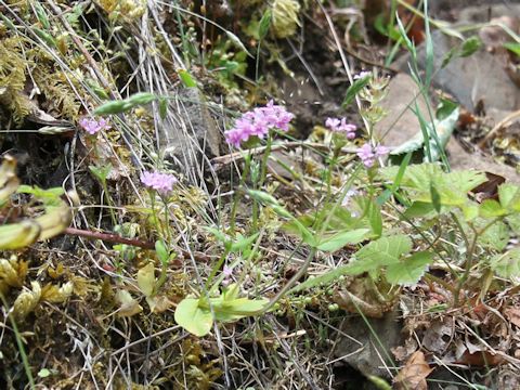 Centaurium erythraea