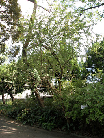 Berberis asiatica