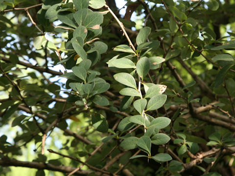 Berberis asiatica