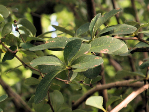Berberis asiatica