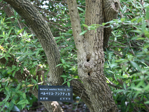 Berberis asiatica