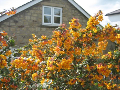 Berberis darwinii