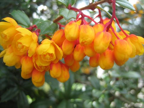 Berberis darwinii