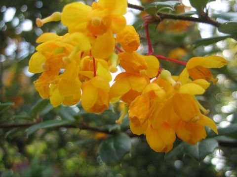 Berberis darwinii