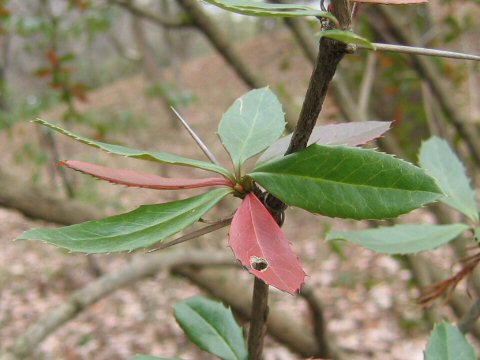 Berberis julianae