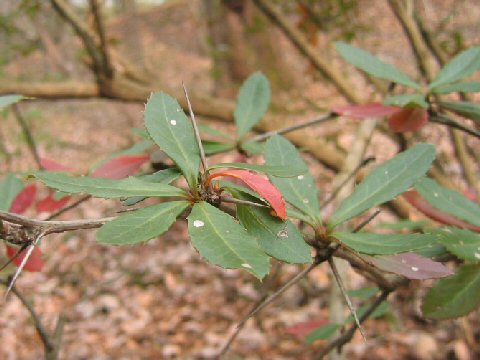 Berberis julianae